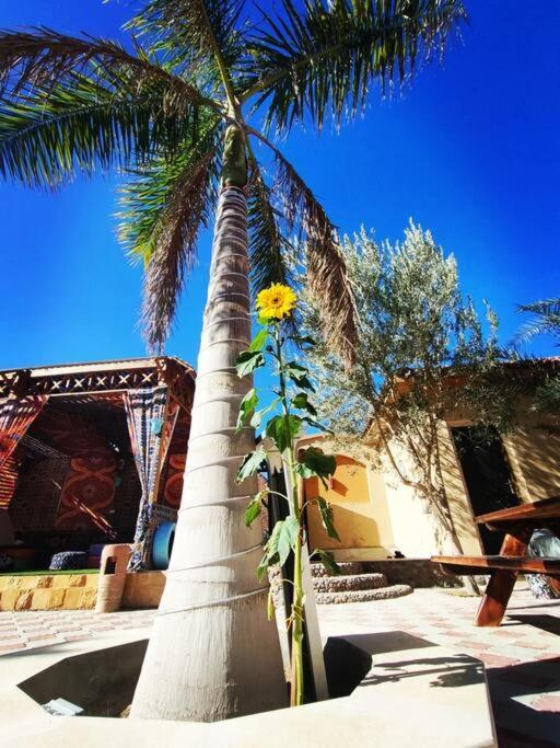 Golden Oasis Luxurious Private With Pool Vilă Hurghada
